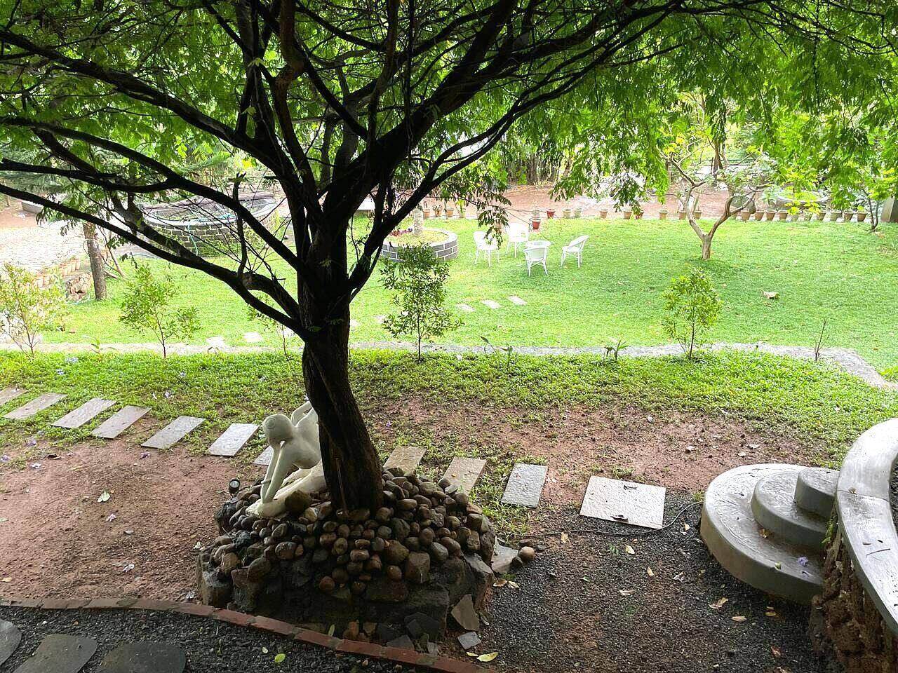Old shade tree on the lawns of The Shore
