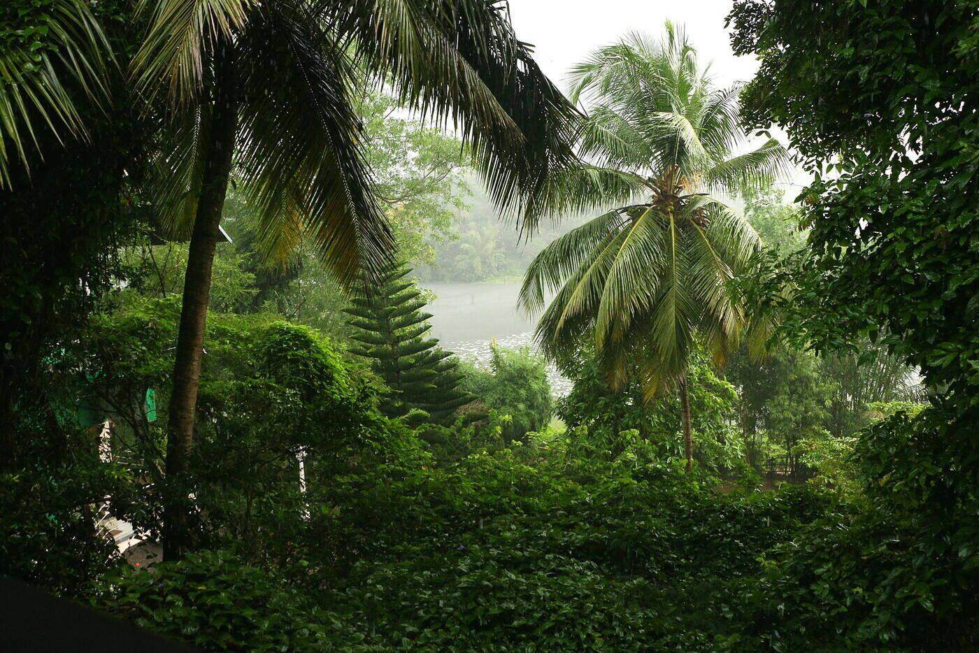 Monsoon rain over coconut palms at The Shore