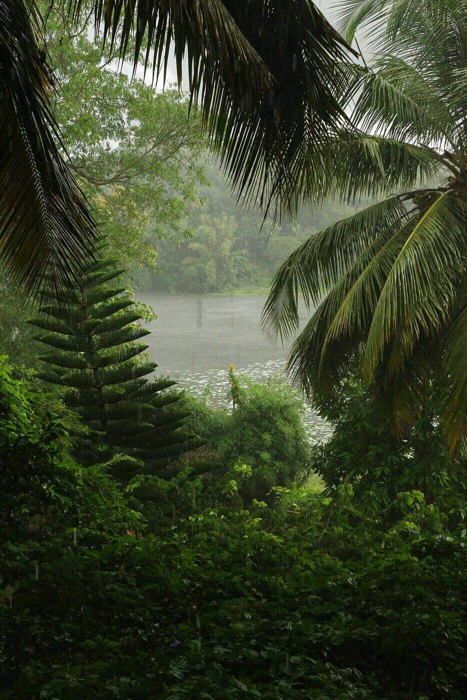 Rain-washed greenery at Poomala