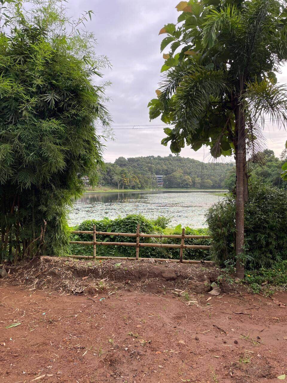 Poomala Dam framed by bamboo and palm trees at the estate boundary